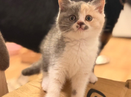 British shorthair kittens