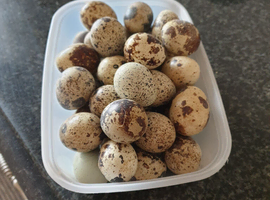 Quail  eggs
