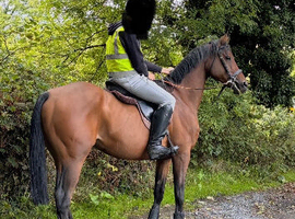 Sports horse project
