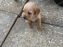 7 beautiful show cocker spaniels
