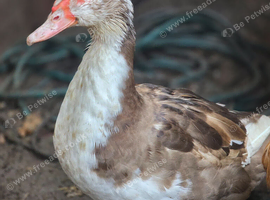 Muscovy ducks females