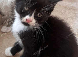 Turkish Angora mixed Kittens available