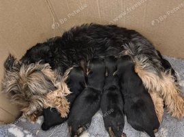 5 beautiful full breed yorkies for sale