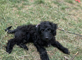 Stunning Male Shihpoo X Sproodle