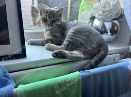 Grey tabby female kitten