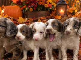 Cockapoo puppies