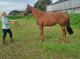 Malibu stunning chestnut filly