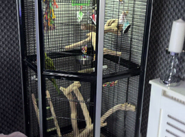 2 lovely rainbow lorikeets and cadge