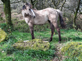 Beautiful Dunn Quarter Horse