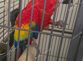 Scarlet macaw