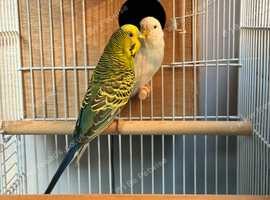 Breeding pairs of budgies
