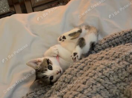 Beautiful kitten