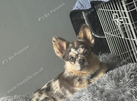 Frenchie x Chihuahua