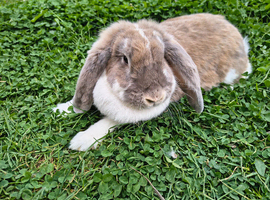 1 year old Giant French lop doe