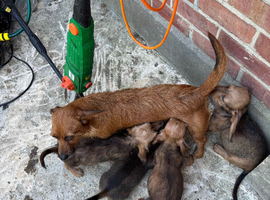 Dauschund x yorkie