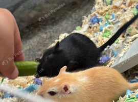 2 x Female Gerbils & Cage