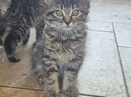 Kitten
