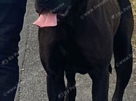 Cane corso/Great Dane