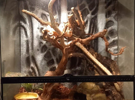 Corn snake