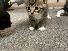 Beautiful kitties!