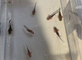 Axolotl baby's for sale