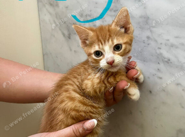 Mixed breed kittens