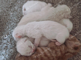 Siamese kittens