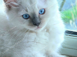 Beautiful Ragamese (Ragdoll &times; Siamese) Female Kitten