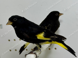 Beautiful pair of black Siskins for sale