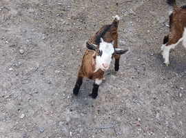 18 week unregistered weather Goat