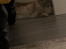 Netherland Dwarf white