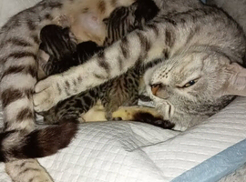 Kittens