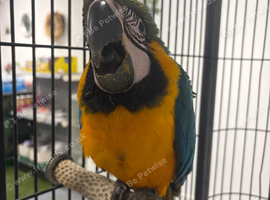 Hand Reared Baby Blue & Gold Macaw