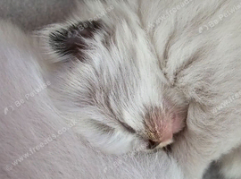 Beautiful Ragdoll Kittens