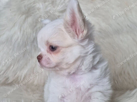 KC registered chihuahua puppies