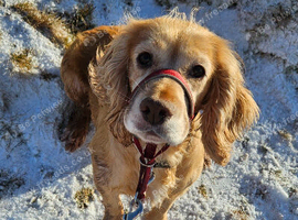 ​Beautiful & Loving Cocker Spaniel Seeking Her Forever Home