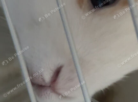 Female -  3-4 months old with or without cage ( Jane-Doe )
