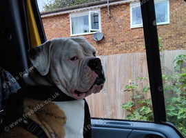 Big American Bulldog for stud