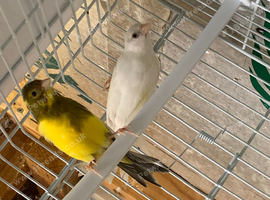 Pair of canary&rsquo;s