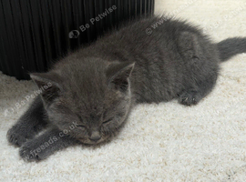 Beautiful British Shorthair Male Kitten &ndash; &pound;250