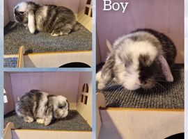 Mini lop kits ready tuesday 9th june