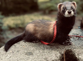 NOT FOR SALE! EU POLECAT FOR STUD ONLY!