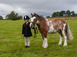 All rounder cob