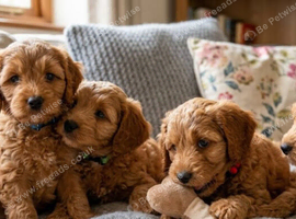Cockapoo puppies