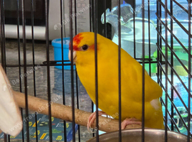 Kakariki female