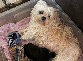 Shih Tzu and Brussel Griffin mix