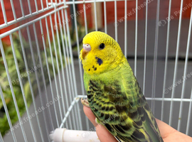 Baby budgies for sale