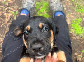 Dobermann x Lurcher puppies for sale