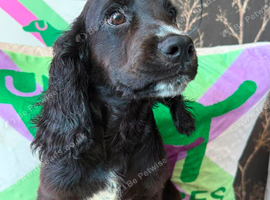 Kc cocker spaniels boy only 17 dna health tested