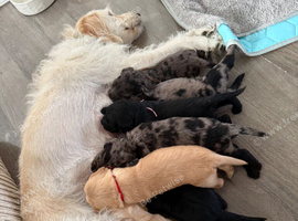 Beautiful F2 Labradoodle Puppies.